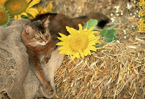 Somali cat wild colours 5 years old