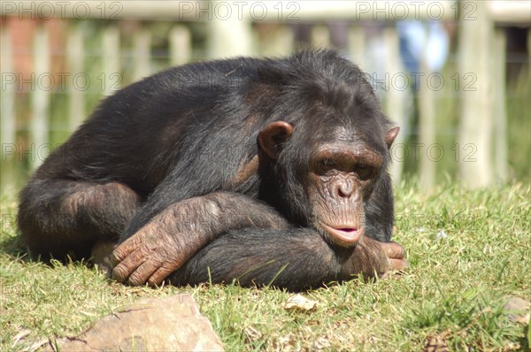 Chimpanzee in a zoo, looking depressed