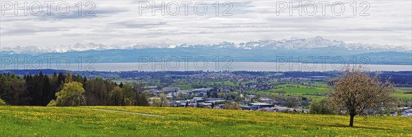 Spring meadow on Lake Constance with a view of the Alps in foehn weather, taken on the Gehrenberg