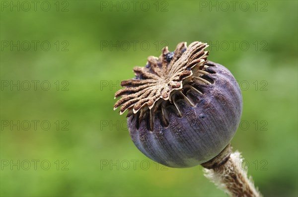 Poppy seed capsule