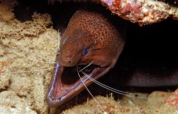 Banded Coral Shrimp clean sooty moray eel, Stenopus hispidus, Gymnothorax flavimarginatus,