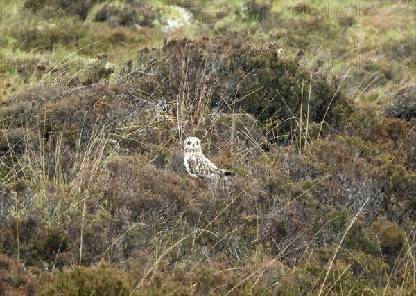 Adult Short-eared Owl resting on moorland on The Isle of Skye