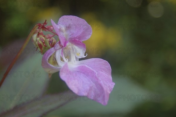 Himalayan Balsam, Impatiens glandulifera