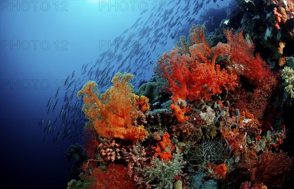 Colourful coral reef, Indonesia, Wakatobi Dive Resort, Sulawesi, Indian Ocean, Banda Sea, Asia