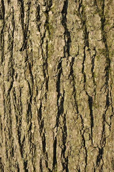 Close up of rough textured common ash tree bark with green moss in the cracks