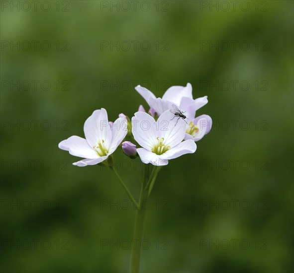 Wild flower Lady's Smock or Cuckoo Flower, with insect