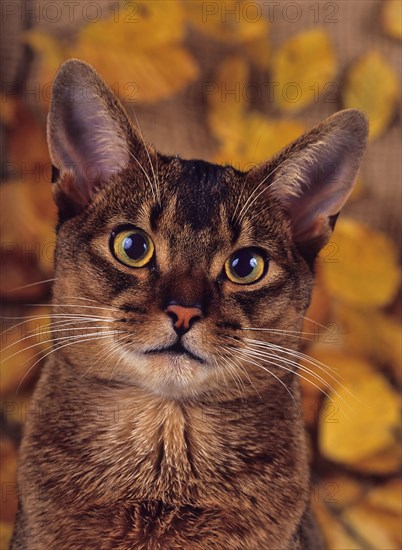 Abyssinian, wild coloured, male, two years, portrait