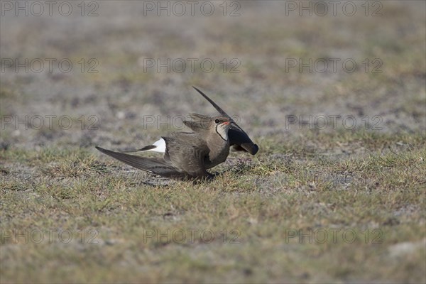 A Red-winged Pratincole simulates an injury to distract from the nest