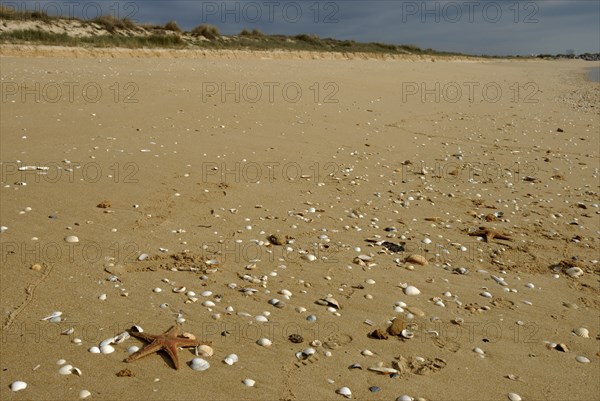 Starfish and shells at Meia Praia, Lagos, Algarve, Portugal, Europe