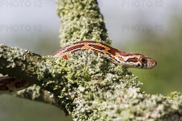 Corn snake in the side view in the tree