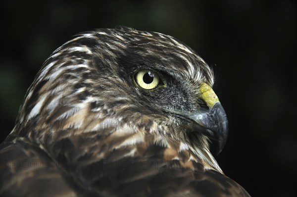 Portrait of Australasian Harrier Hawk, Circus approximans, New Zealand, Oceania