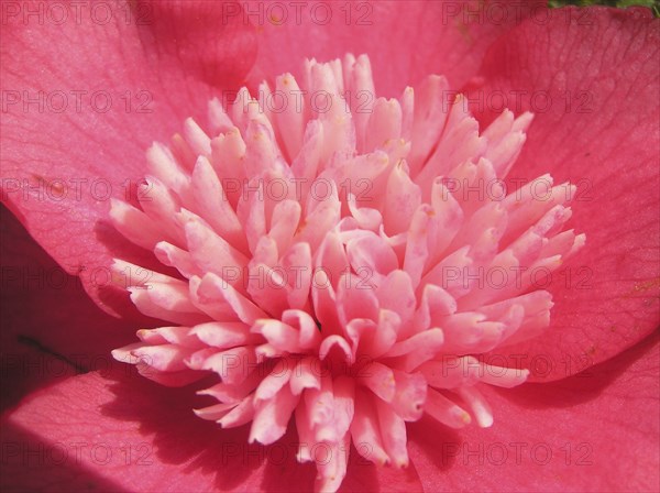 Pink camellia flower