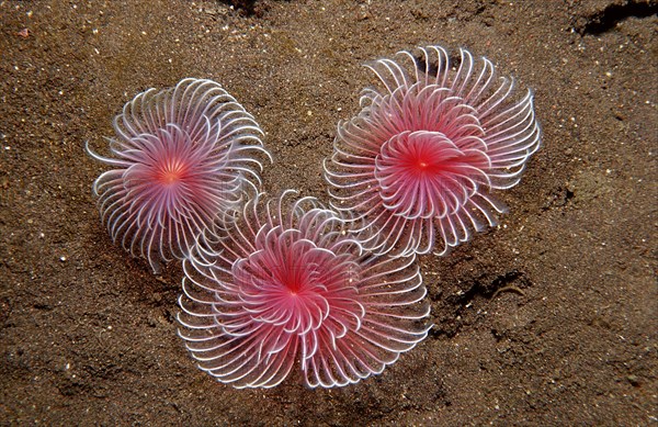 Tentacle crowns of three tubeworms, Polychaeta, Bali, Indian Ocean, Indonesia, Asia