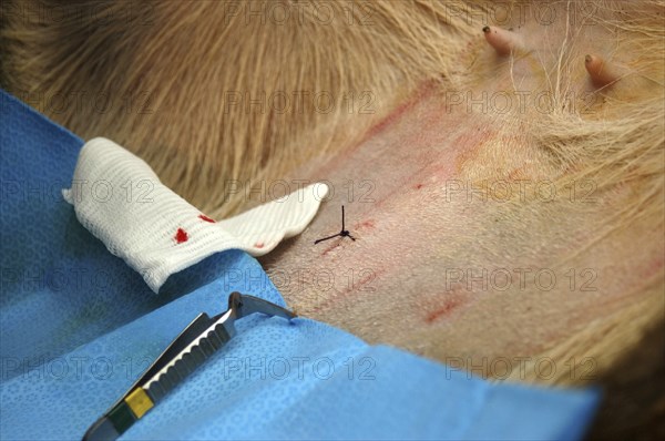 Final stitch on abdomen of hind after embryo transfer programme on red deer hinds in New Zealand