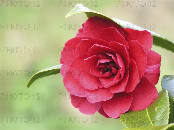 Single red camellia in garden setting