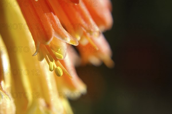 Close up of multi coloured flowers on a red hot poker