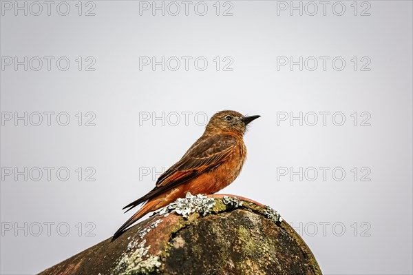 Colorful Swallow flycatcher perched on a rooftop against bright background, Caraca natural park,