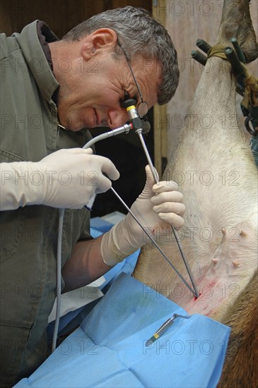 GREYMOUTH, NEW ZEALAND, CIRCA 2006: A vet uses a laparascope to find the uterus of a hind during an