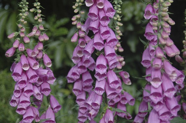 Stand of mauve/pink foxgloves, Digitalis purperea, on green background