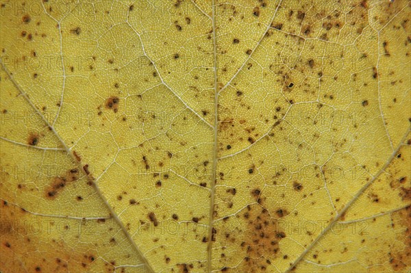 Full frame close up of a yellow autumn leaf with brown spots veins and cells shown in detail