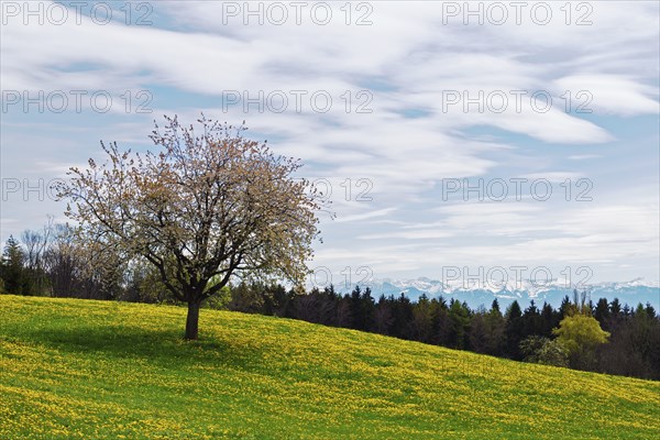 Blossoming apple tree in a spring meadow on Lake Constance during a foehn wind, taken at Gehrenberg