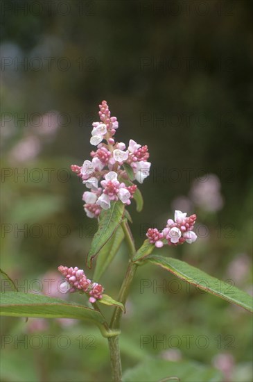 Close up of Polygonum flowers