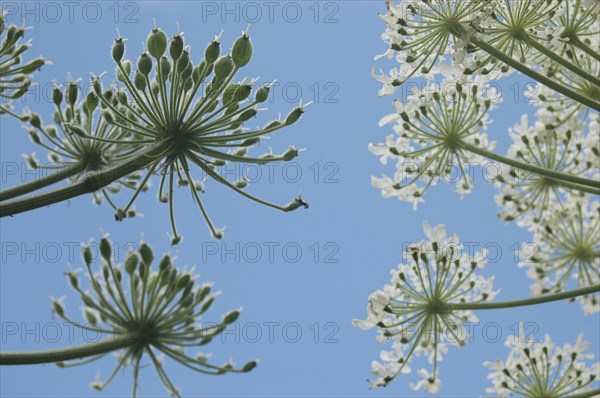 Looking up at Heracleum against a blue sky