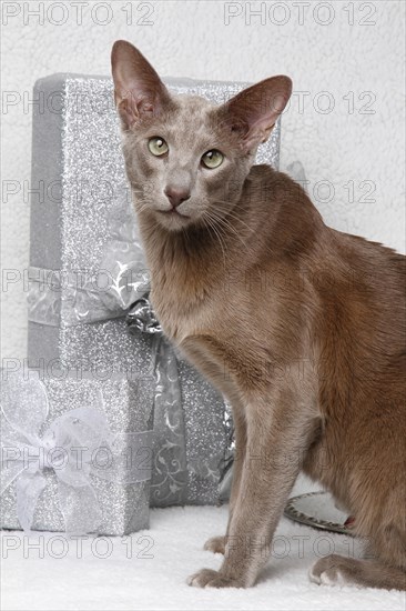 Oriental shorthair cat Christmas decoration