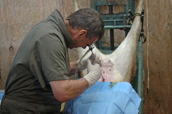 GREYMOUTH, NEW ZEALAND, CIRCA 2006: A vet uses a laparascope to find the uterus of a hind during an
