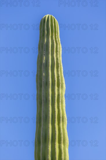 Mexican elephant cactus Pachycereus pringlei