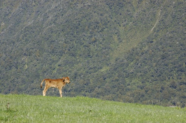 Jersey calf standing on hump, West Coast farm, South Island, New Zealand, Oceania
