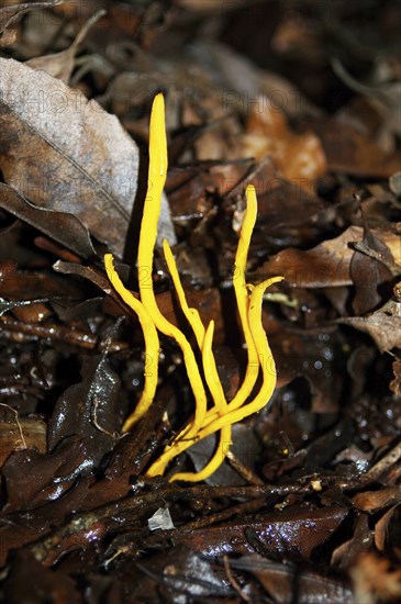 Yellow coral fungi, probably Ramariopsis antillarum, Westland, New Zealand, Oceania
