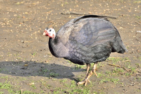 Guinea fowl walking