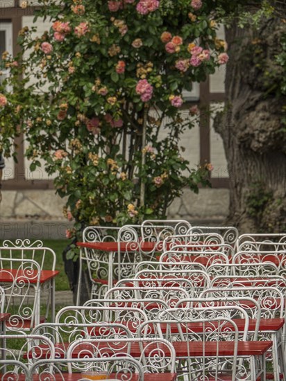 A rustic-style café with white metal furniture, red wood and a lush rose bush, ystad, sweden,
