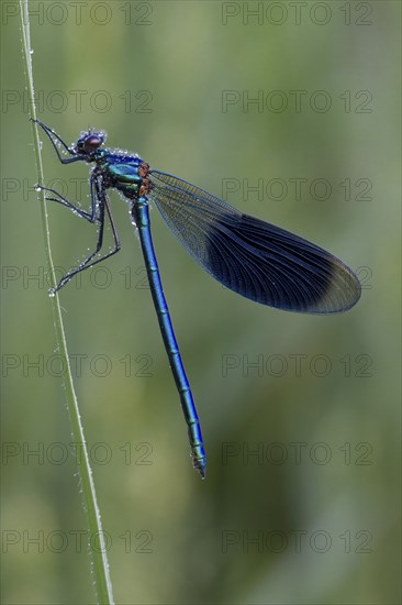 Banded demoiselle, Calopteryx splendens, banded demoiselle