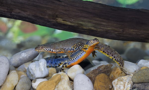 Alpine newt, Triturus alpestris