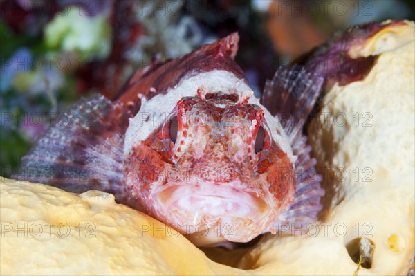 Small red scorpionfish, Scorpaena notata, Vis Island, Mediterranean Sea, Croatia, Europe