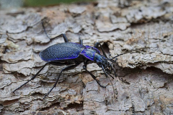 Blue-violet wood ground beetle, Carabus problematicus, beetle