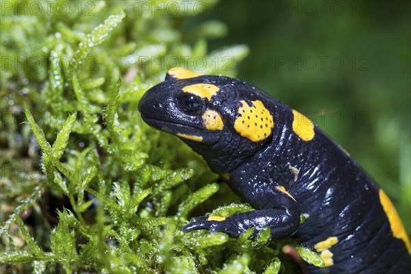 Fire salamander, Salamandra salamandra, fire salamander
