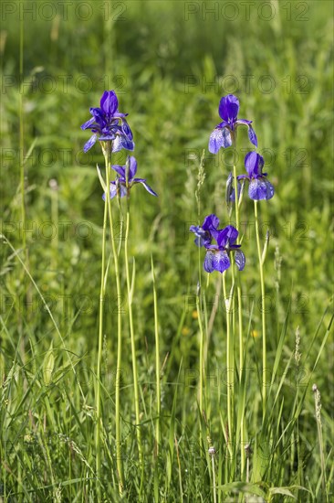Siberian iris, Iris sibirica