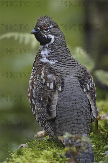 Hazel grouse, male, Tetrastes bonasia, Syn. Bonasa bonasia, hazel grouse, male