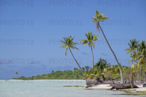Trio of coconut palms (Cocos nucifera), private island, bird island, privileged, ecological,