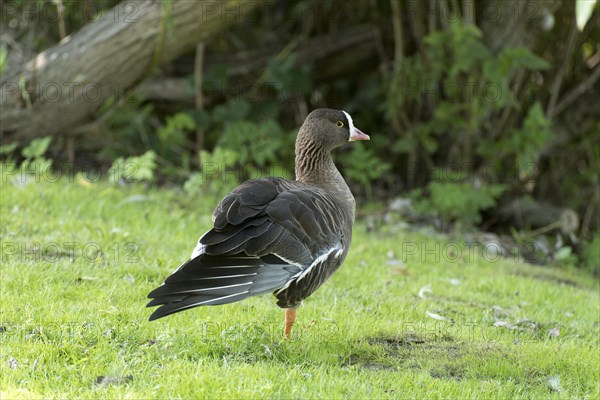 Lesser White-fronted Goose standing on one leg in a meadow with its wing outstretched