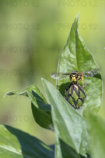 Cornflower bud with flying wasp in front of green blurred background with text space