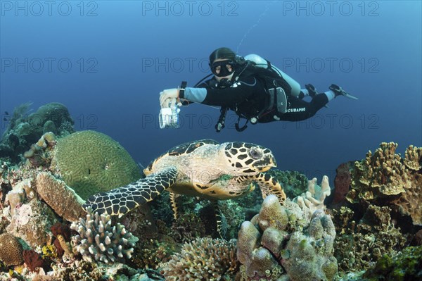 Hawksbill sea turtle and diver, Eretmochelys imbricata, Raja Ampat, West Papua, Indonesia |