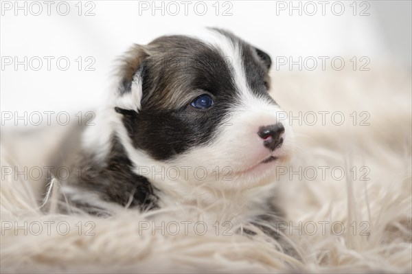 3 week old puppy (Icelandic Hound breed)