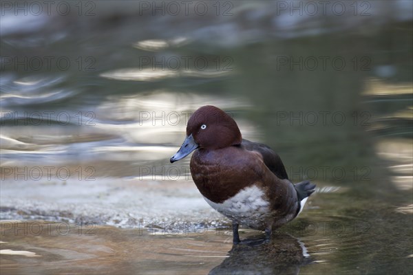 Moorente, Aythya nyroca, ferruginous duck