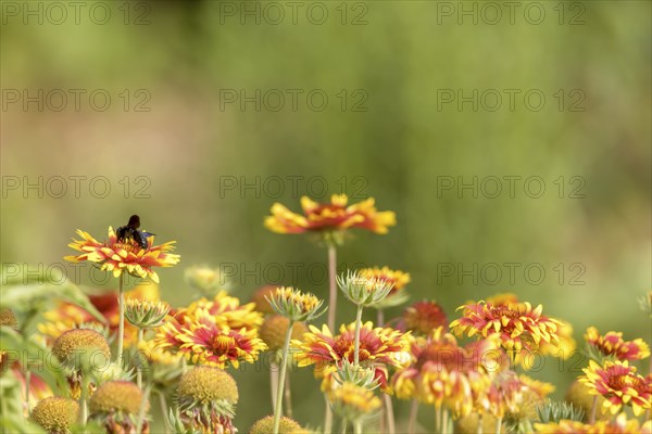 Colourful flower meadow with asters and a black wood bee