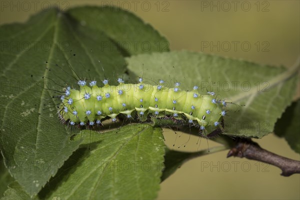 Saturnia pyri, giant peacock moth, caterpillar