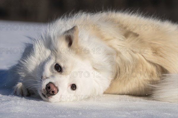Icelandic dog lying in the snow